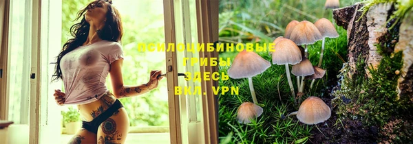 стаф Богданович